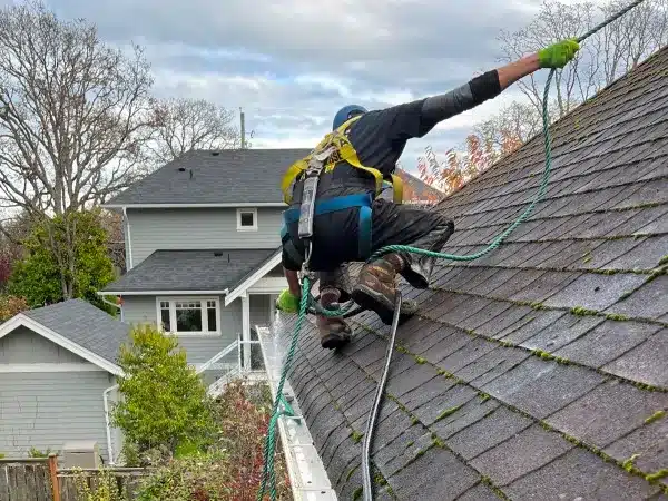 Tree Branch & Shrub Trimming